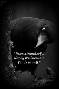 a black bird sitting on top of a tree branch with a quote above it that reads, have a wonderful witchy wednesday kind of knard