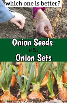 onion seeds and onions in the garden with text which one is better?