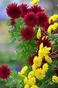 red and yellow flowers with green leaves in the foreground