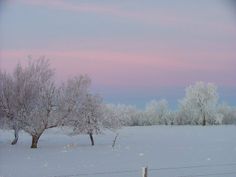 two trees are in the snow near a wire fence and pink sky is seen in the background