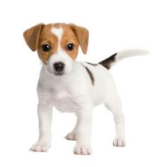 a small brown and white dog standing on top of a white floor next to a computer screen