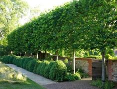 a long row of trees next to a brick wall