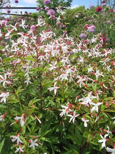 some white and red flowers in a field