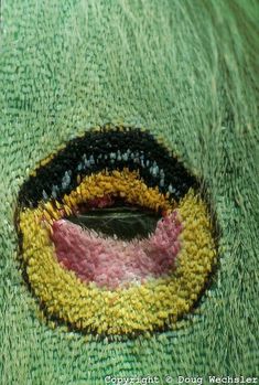 a close up view of the eye of an animal's eye with green and yellow stripes