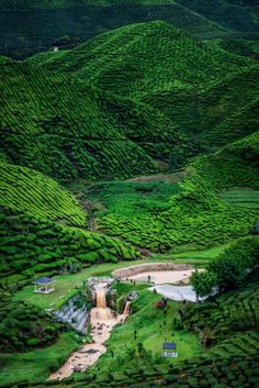 a lush green hillside covered in lots of trees and bushes next to a small river