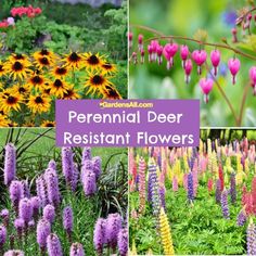 several different types of flowers with the words perennial deer resistant flowers