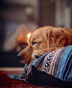 a brown dog sleeping on top of a blue and white blanket next to a fire