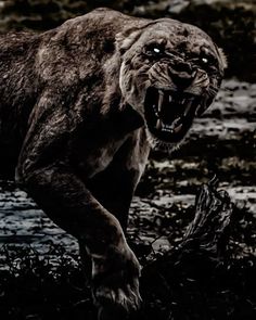 a black and white photo of a big cat