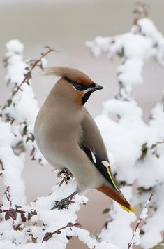 a bird sitting on top of a tree branch covered in snow