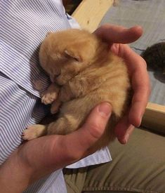 a person holding a small kitten in their hands