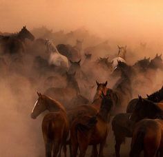 a large group of horses running in the dust