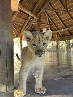 a young lion cub standing next to a wooden pole in front of a thatched roof