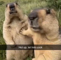 two polar bears playing with each other in the grass and saying, hol up, let him cook