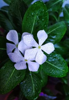 some white flowers with green leaves and water droplets