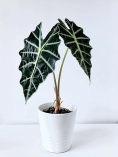 a large green leafy plant in a white pot