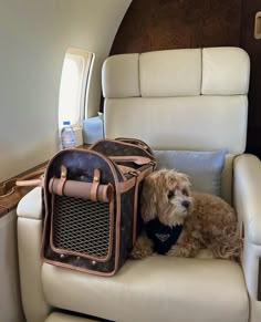 a dog sitting in a chair next to a bag on the back of an airplane