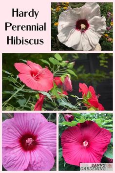 four different flowers with the words, hardy perennial hibiscus