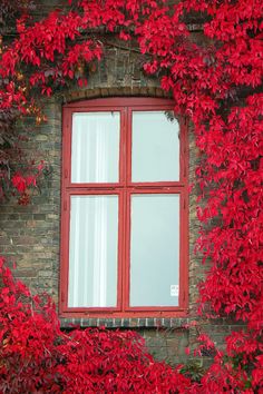 a window with red leaves on it and a brick wall in the background, is shown