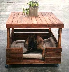 a dog laying on top of a wooden crate under a table with two dogs in it