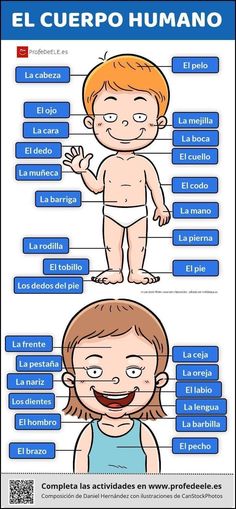 the human body is labeled in spanish and english, with different parts to describe it