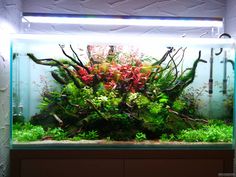 an aquarium filled with plants and algaes