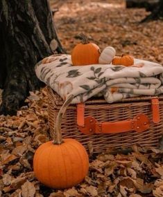 a wicker basket filled with blankets and pumpkins on top of leaves in front of a tree