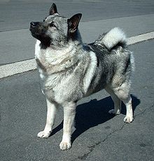 a large gray and white dog standing on the street