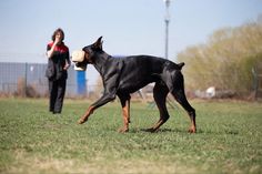 a black and brown dog holding a frisbee in it's mouth while standing on top of a grass covered field