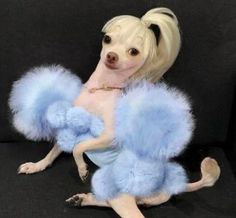 a small dog is dressed in blue fur