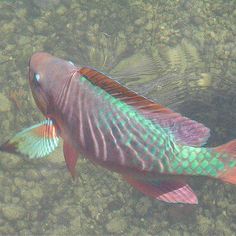 an image of a fish that is swimming in the water