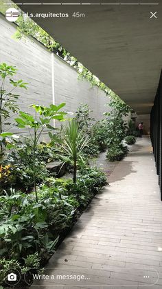 the walkway is lined with plants and trees