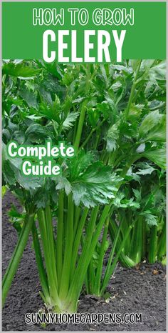 celery growing in the garden with text overlay that reads how to grow celery complete guide