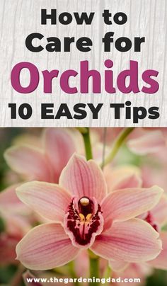 pink orchids with text overlay how to care for orchids 10 easy tips