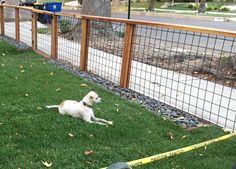 a white dog laying in the grass next to a fence and yellow tape on the ground