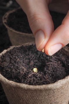 6 Common Seed Starting Mistakes Gardeners Make Indoors Seeds To Start Indoors, When To Start Seeds Indoors, When To Start Seeds, Worm Castings Tea, Start Seeds Indoors