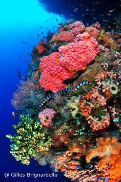 an underwater view of corals and other marine life