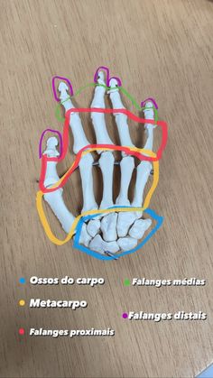 an image of a skeleton model on a table with words describing the bones and their functions