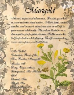 My Book Of Shadows, Stary Papier, Witchcraft Herbs, Foto Transfer, Magic Herbs, Magical Herbs, Cicely Mary Barker