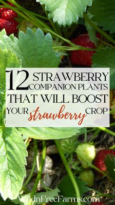 companions plants for strawberries Raised Bed Strawberries, Fennel Companion Planting, When To Plant Strawberries, Strawberry Companion Plants, Best Companion Plants, Companion Planting Chart, Strawberries In Containers, Companion Planting Vegetables