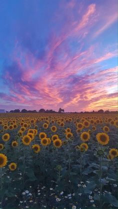 the sun is setting over a large field of sunflowers in front of a purple and blue sky