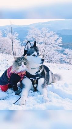 a husky dog and cat are sitting in the snow, one is wearing a coat