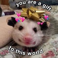 a ferret with a bow on it's head and the words you are a gift to this world