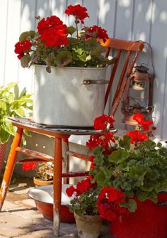 red flowers are growing in buckets next to a white wall and an old chair