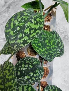 a green and white plant sitting on top of a tile floor next to a potted plant