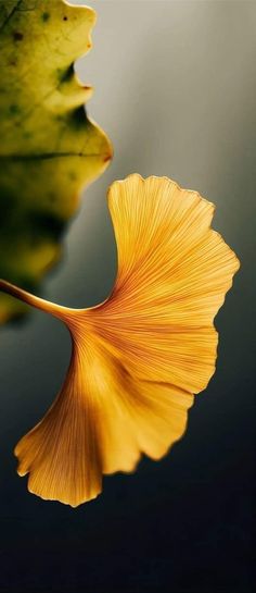 a yellow leaf floating on top of water