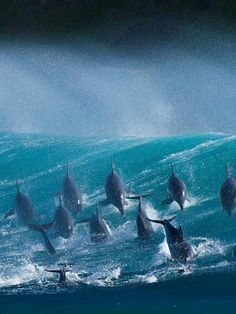 a group of dolphins swimming in the ocean