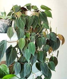 some green plants are growing on a shelf next to a potted plant in a vase