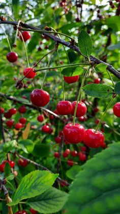 cherries growing on the branches of trees