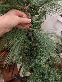 a person is holding a pine branch in their hand while they are trimming it