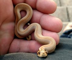 a person holding a small snake in their hand